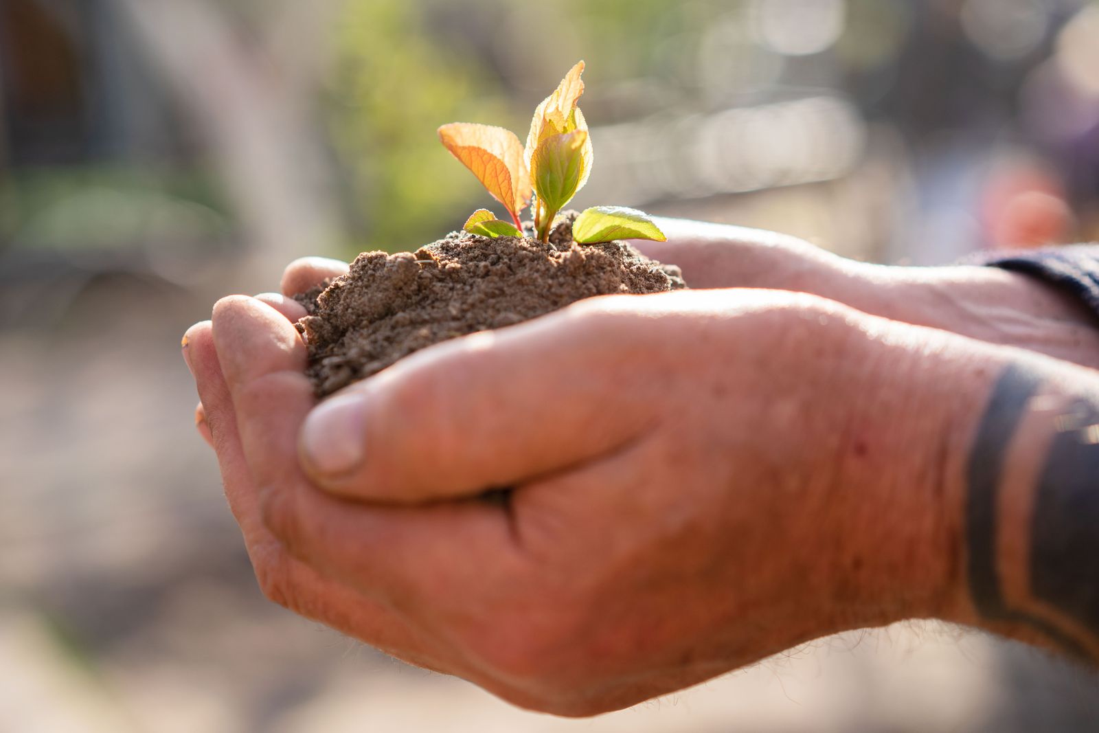 Hand holding fertile soil with a seedling