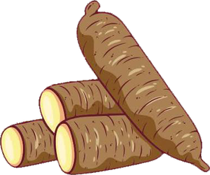 Cassava
