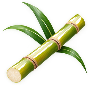 Sugarcane